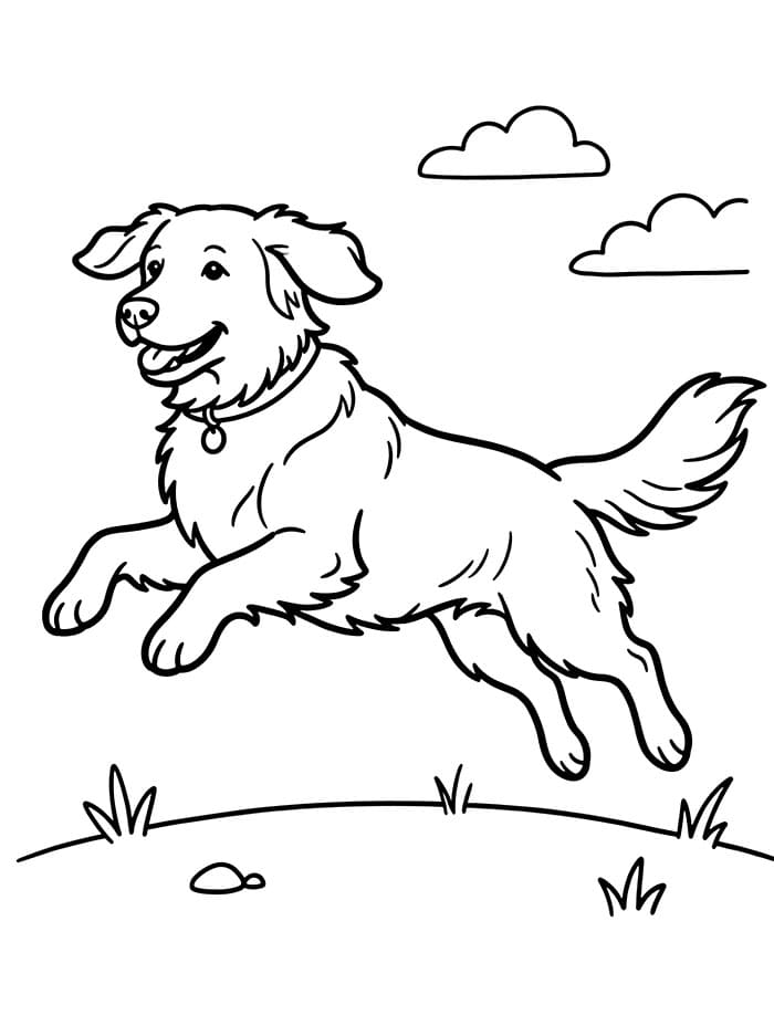 Golden Retriever che salta da colorare