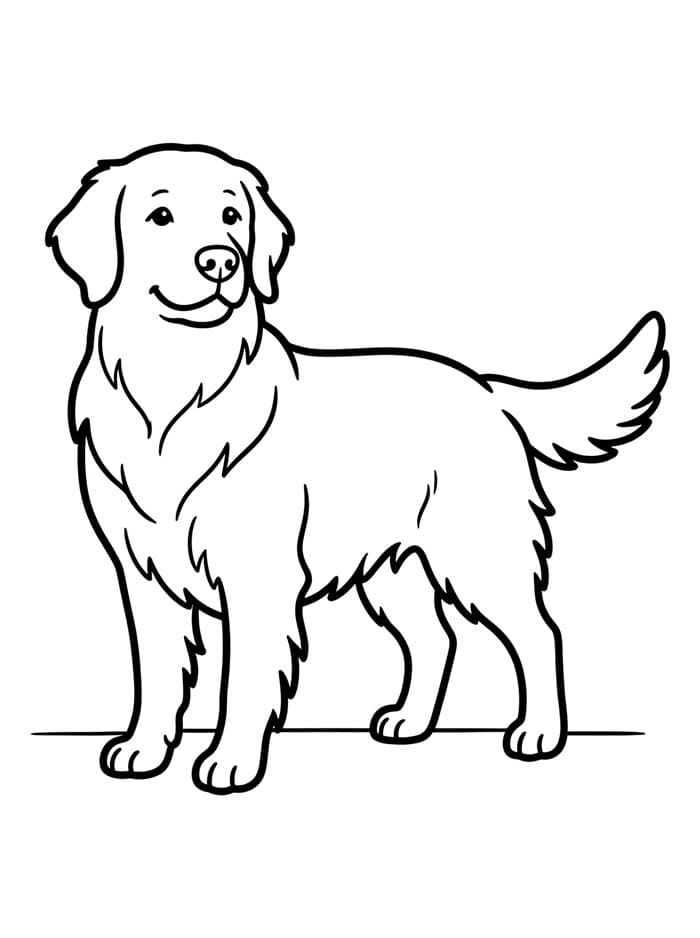 Golden Retriever che si gira da colorare
