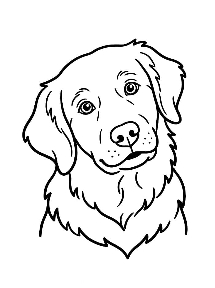 Golden Retriever con la testa curiosa da colorare