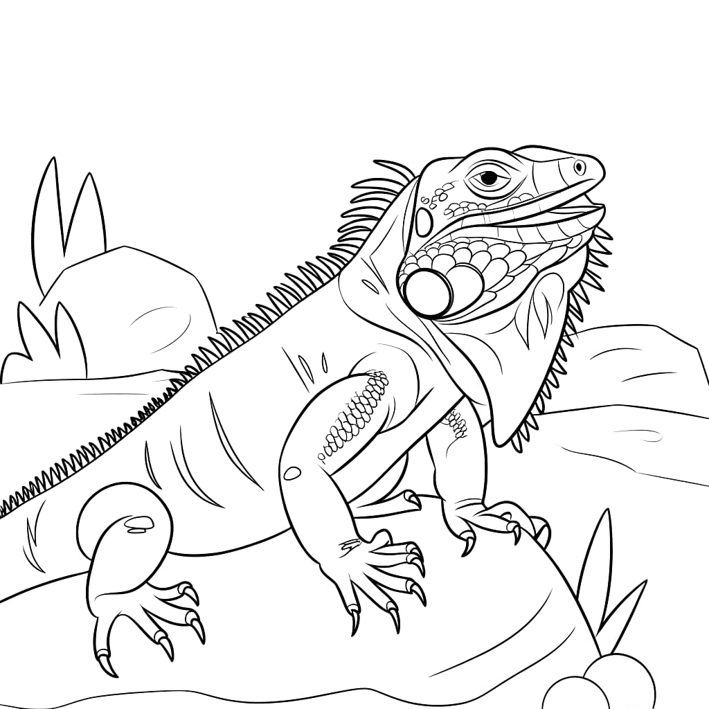 Grande Iguana da colorare Grande Iguana da colorare