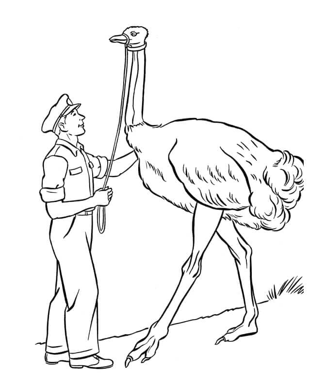 Guardia e struzzo da colorare