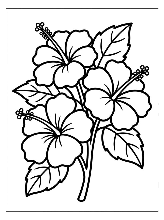 Ibisco a tre fiori da colorare