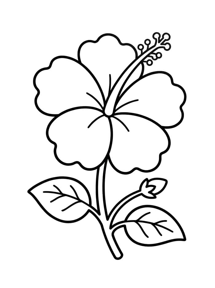 Ibisco botanico vintage da colorare