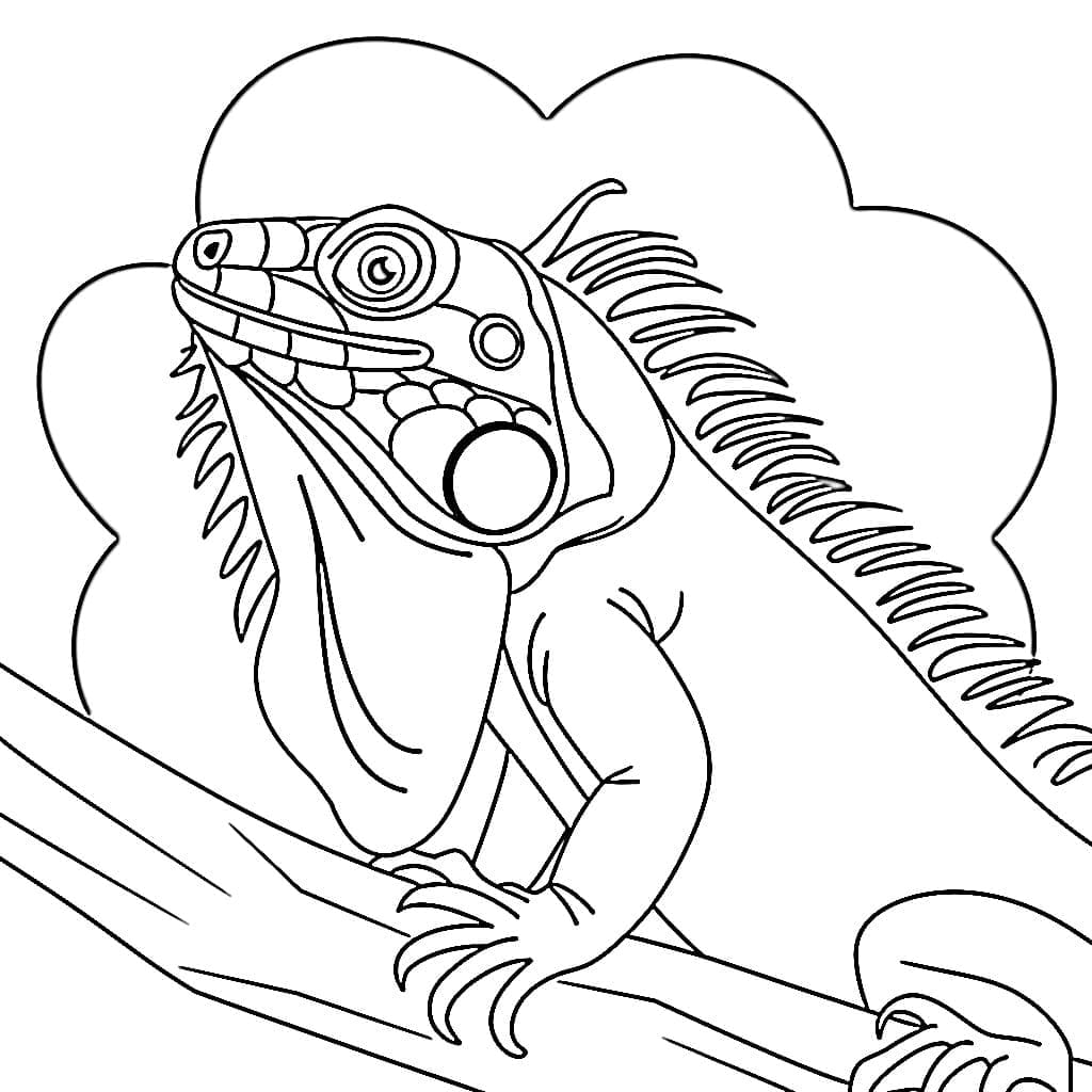 Iguana da stampare da colorare Iguana da stampare da colorare