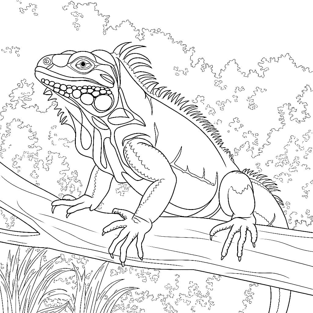 Iguana nella foresta da colorare Iguana nella foresta da colorare