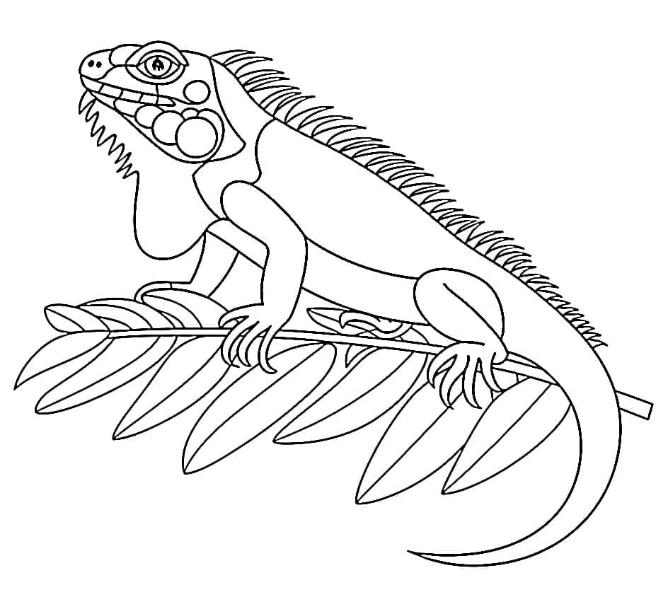 Iguana stampabile gratuitamente da colorare Iguana stampabile gratuitamente da colorare