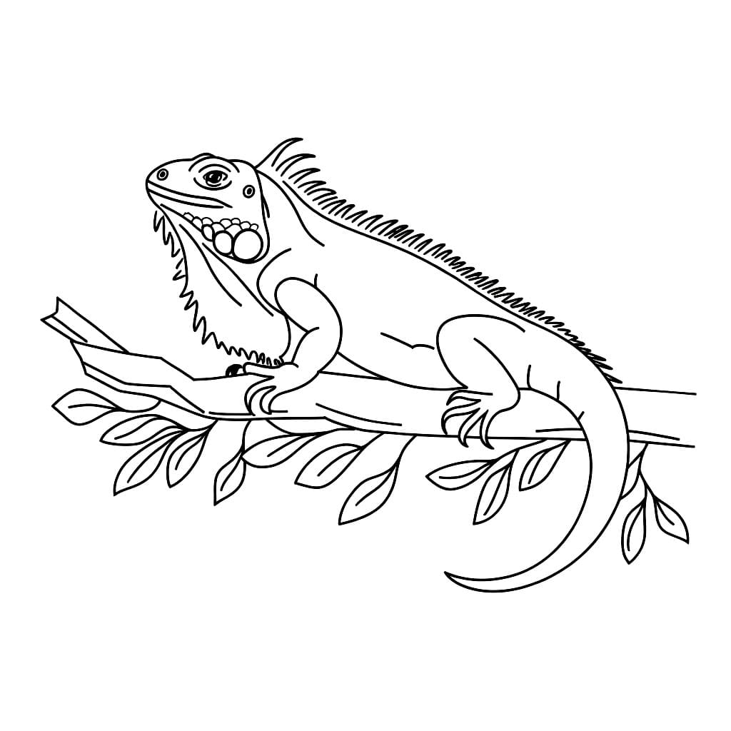 Iguana sul ramo da colorare Iguana sul ramo da colorare