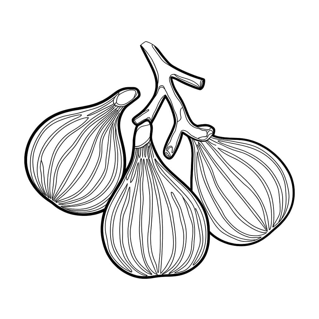 Il fico è molto bello da colorare