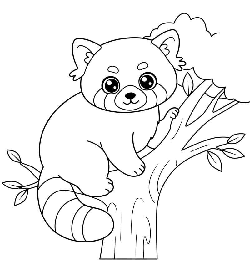 Il panda rosso è sull'albero da colorare