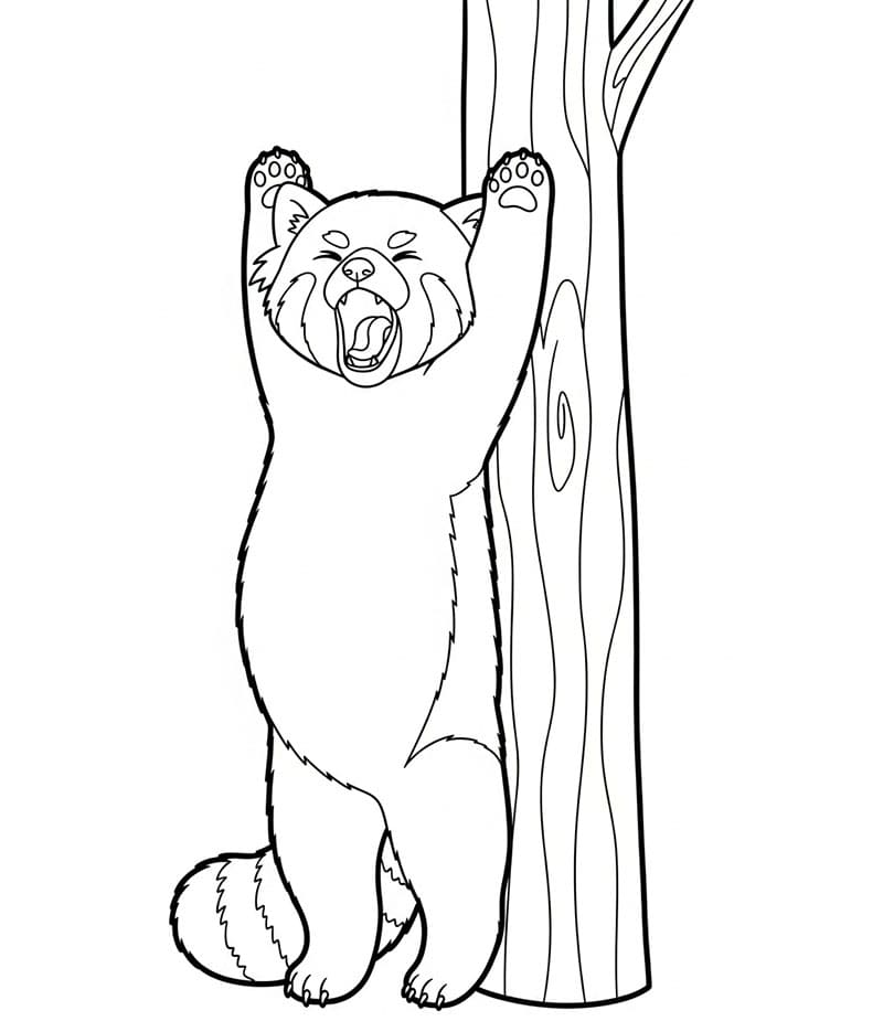 Il panda rosso si allunga da colorare