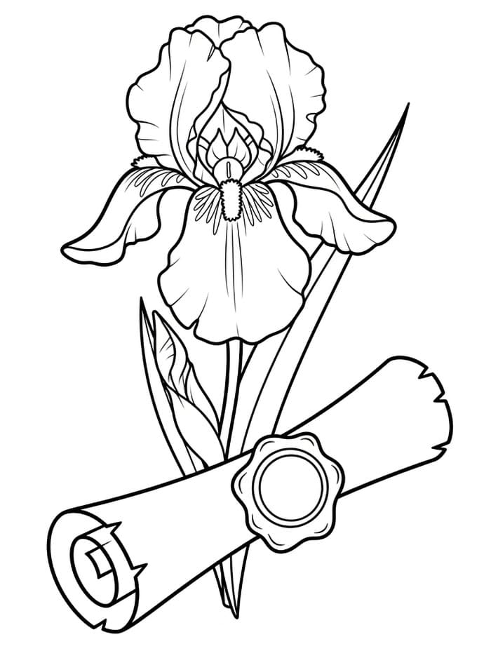 Iris e Pergamena da colorare