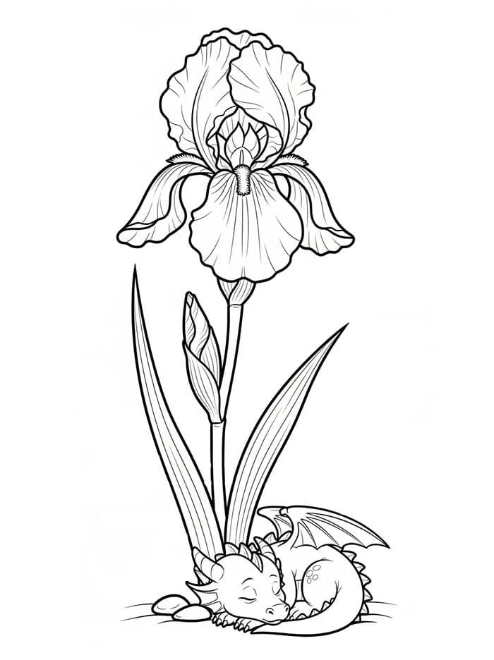 Iris e il piccolo drago da colorare