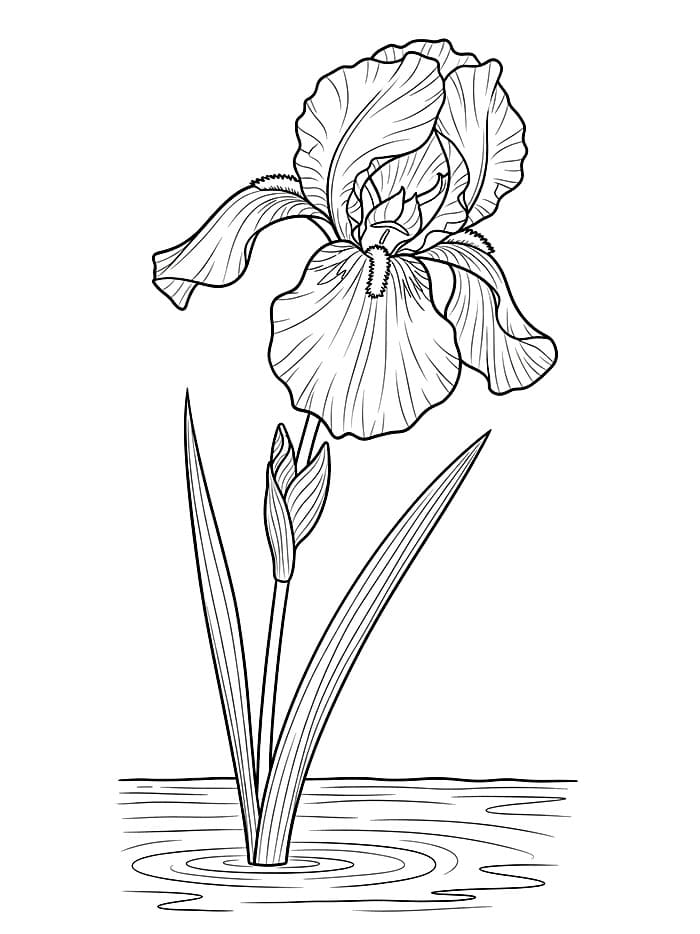 Iris in Fiore da colorare