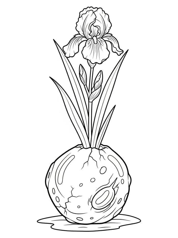 Iris in un Vaso Rotondo da colorare