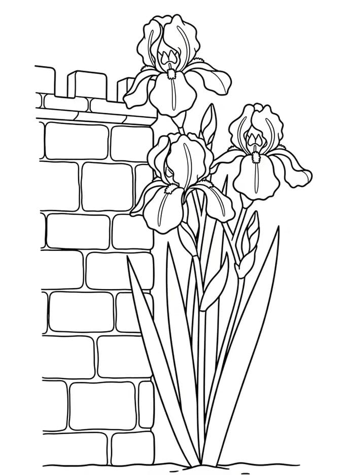 Iris vicino al Muro da colorare