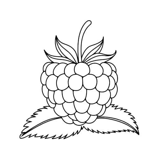 Lampone e due foglie da colorare