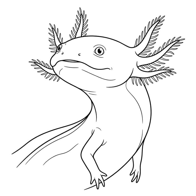 L'axolotl alzò la testa da colorare