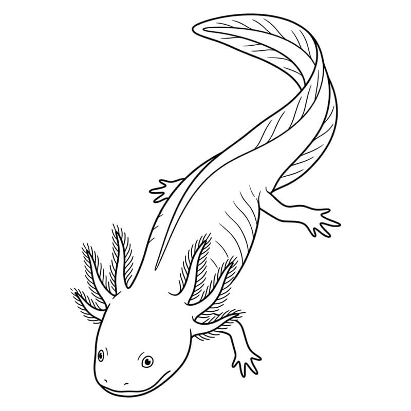 L'axolotl nuota a valle da colorare