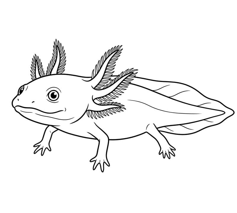 L'axolotl sembrava curioso da colorare