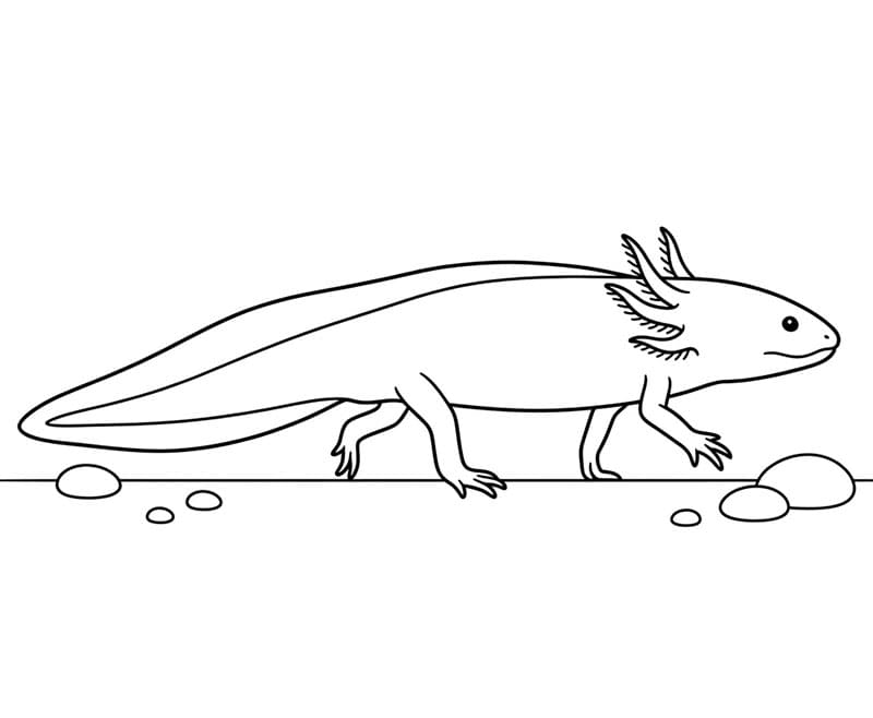 L'axolotl sta strisciando da colorare