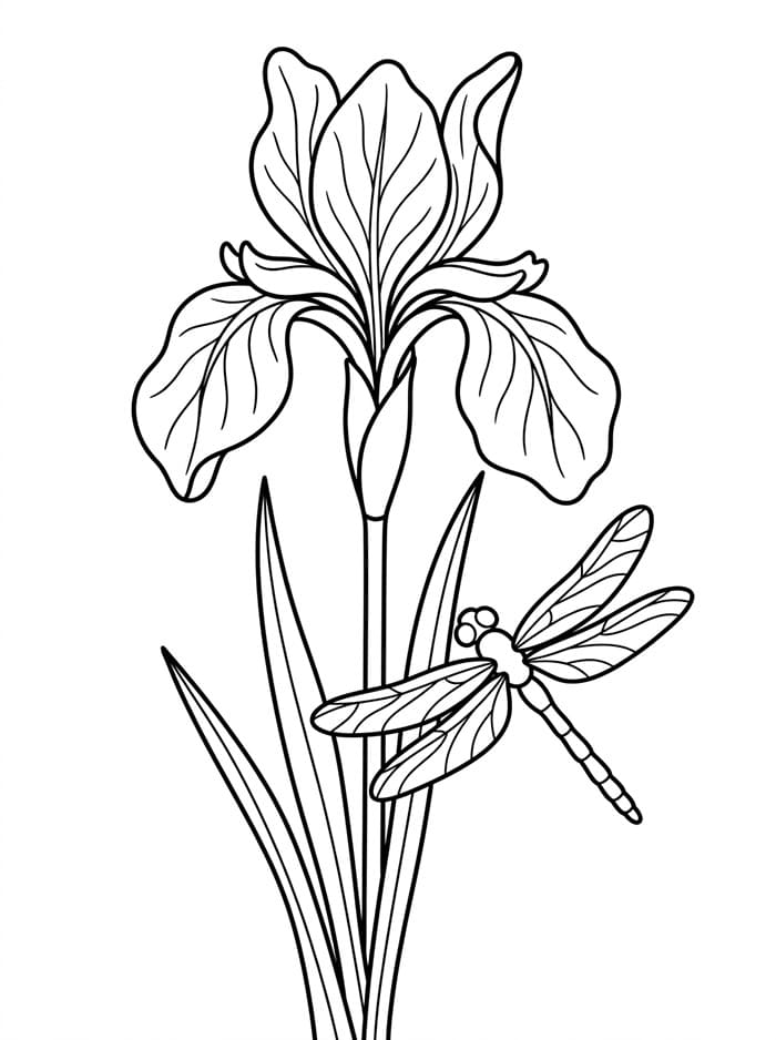 Libellula e iris da colorare