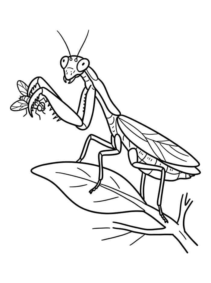 Mantide religiosa che cattura una mosca da colorare