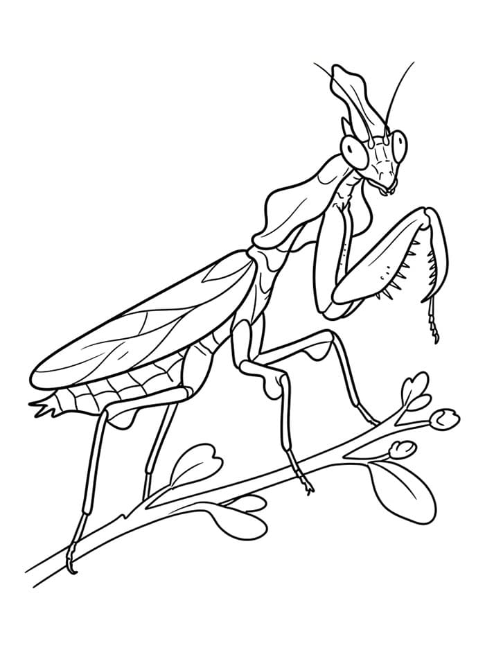 Mantide religiosa graziosa da colorare