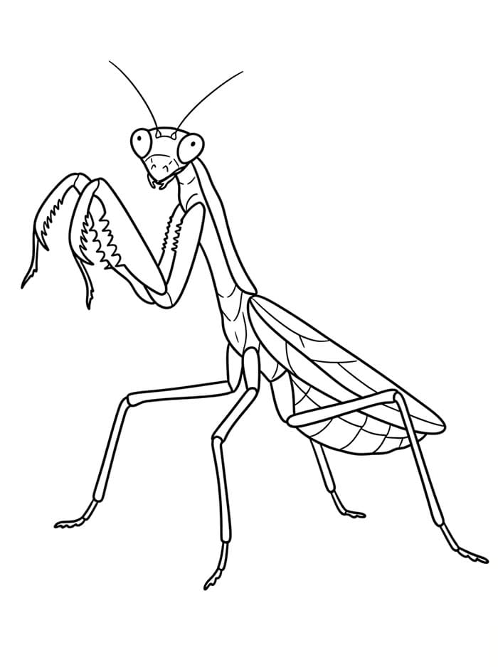 Mantide Religiosa