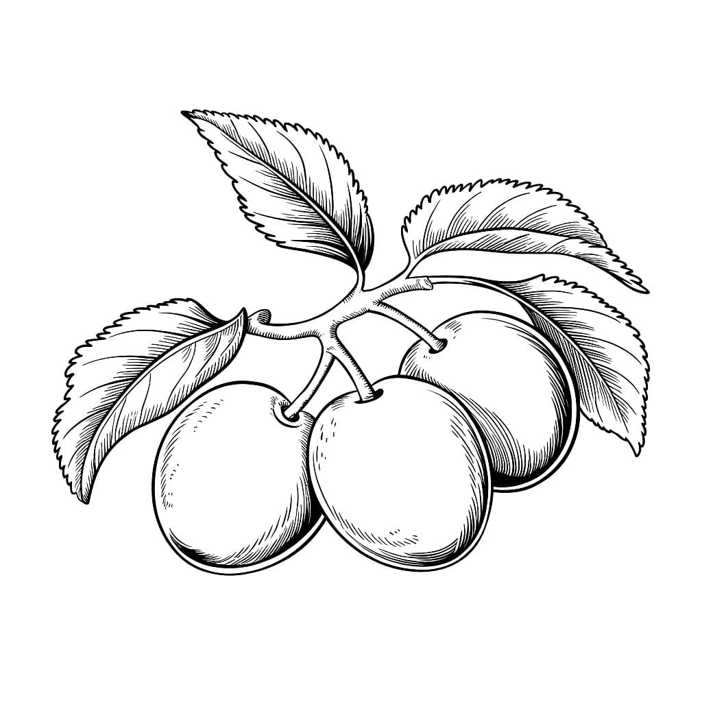 Mazzo di prugne da colorare