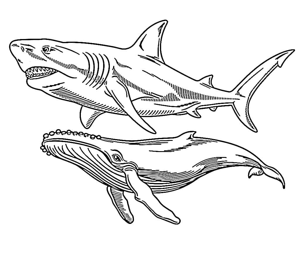 Megalodonte con balena da colorare