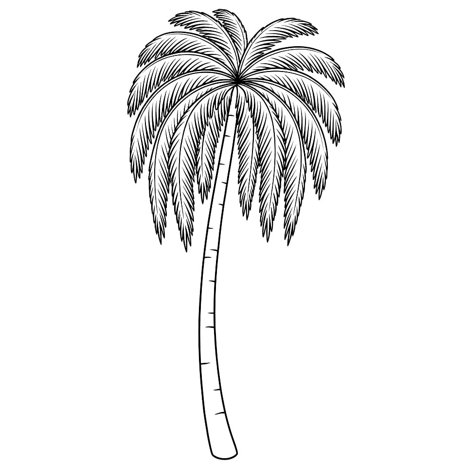 Palma alta da colorare