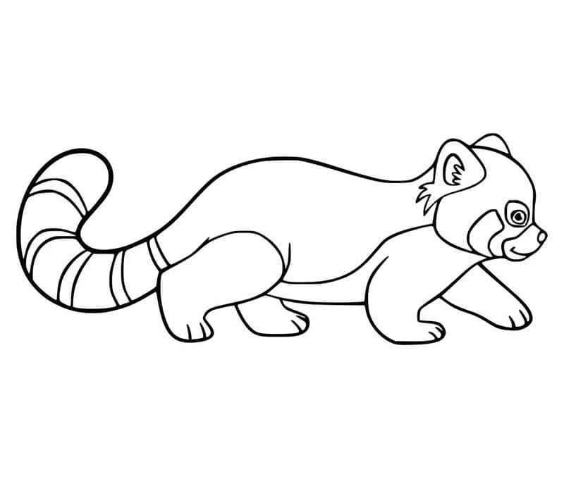 Panda rosso che cammina da colorare