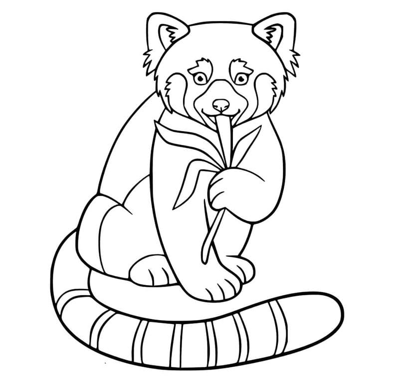 Panda rosso che mangia foglie da colorare