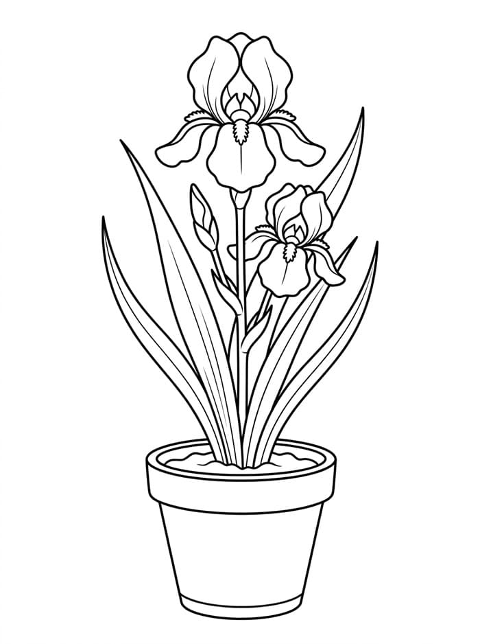 Pianta di iris in vaso da colorare