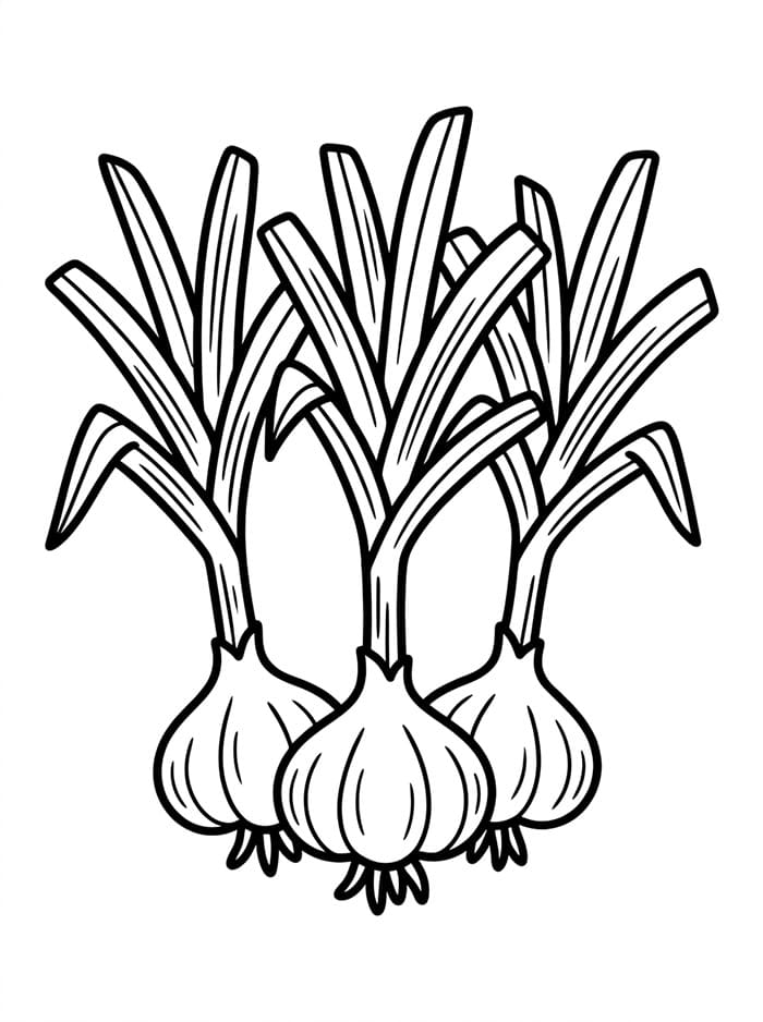 Piante d'aglio da colorare