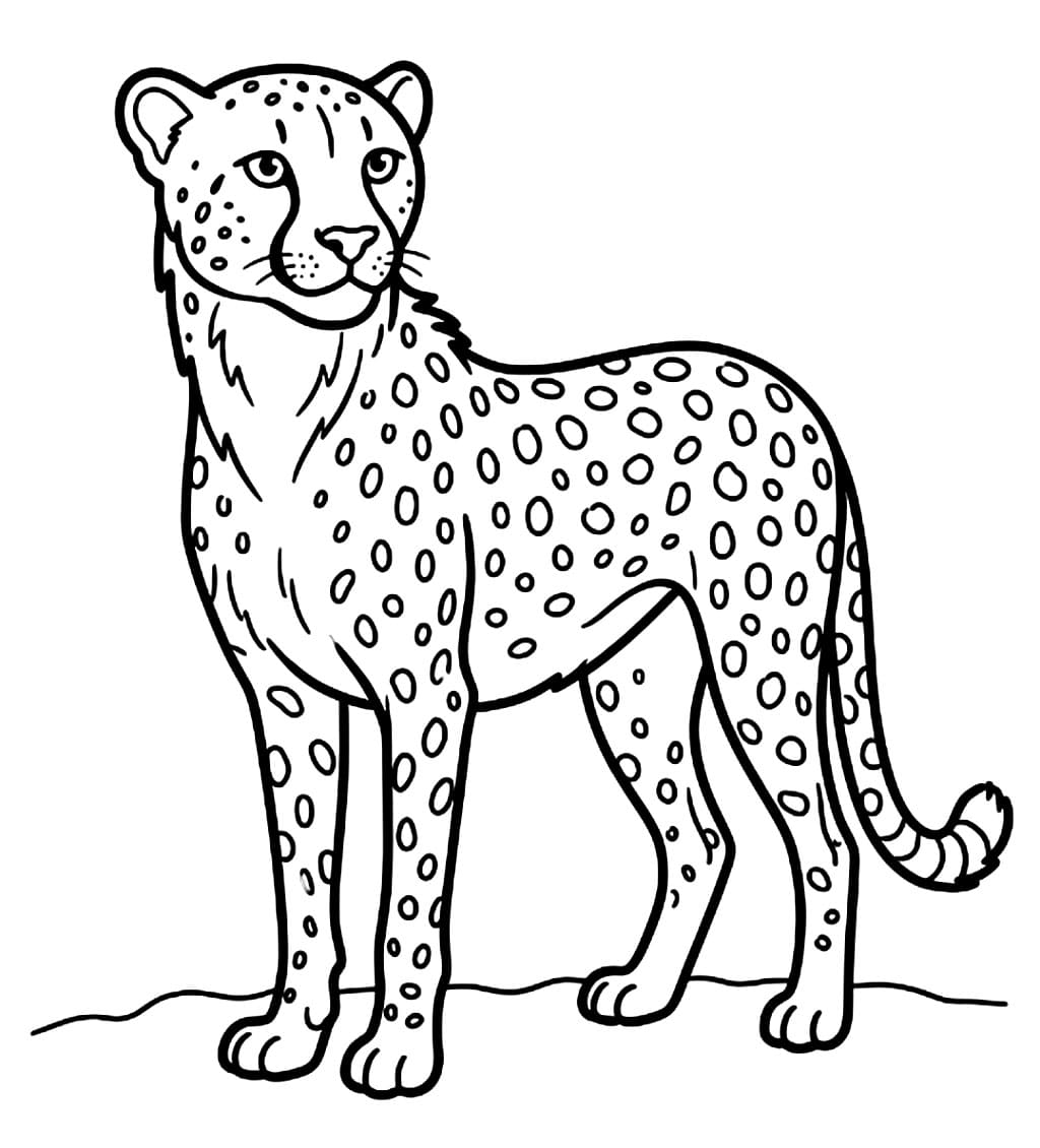 Piccolo ghepardo da colorare