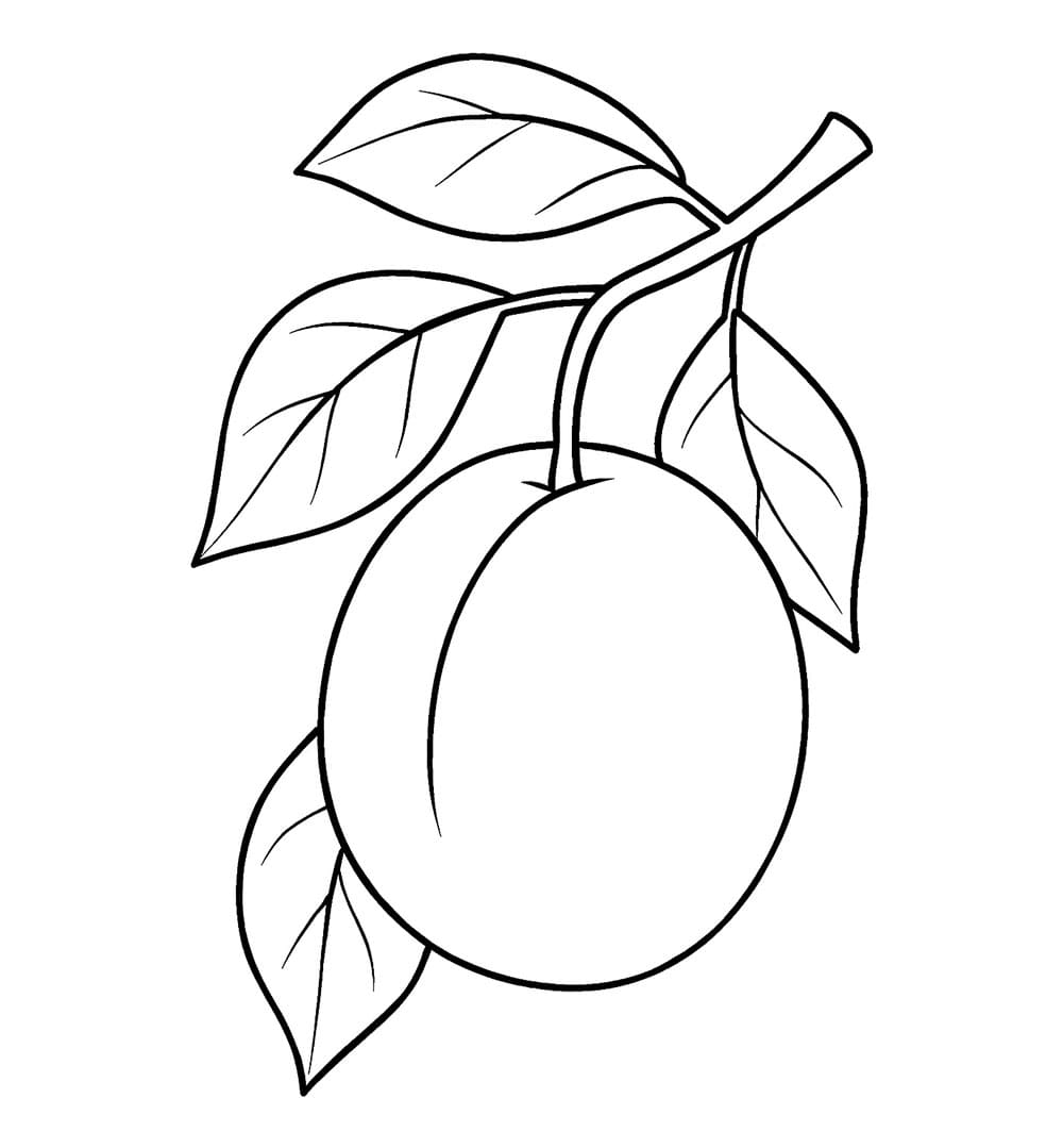 Prugna normale da colorare
