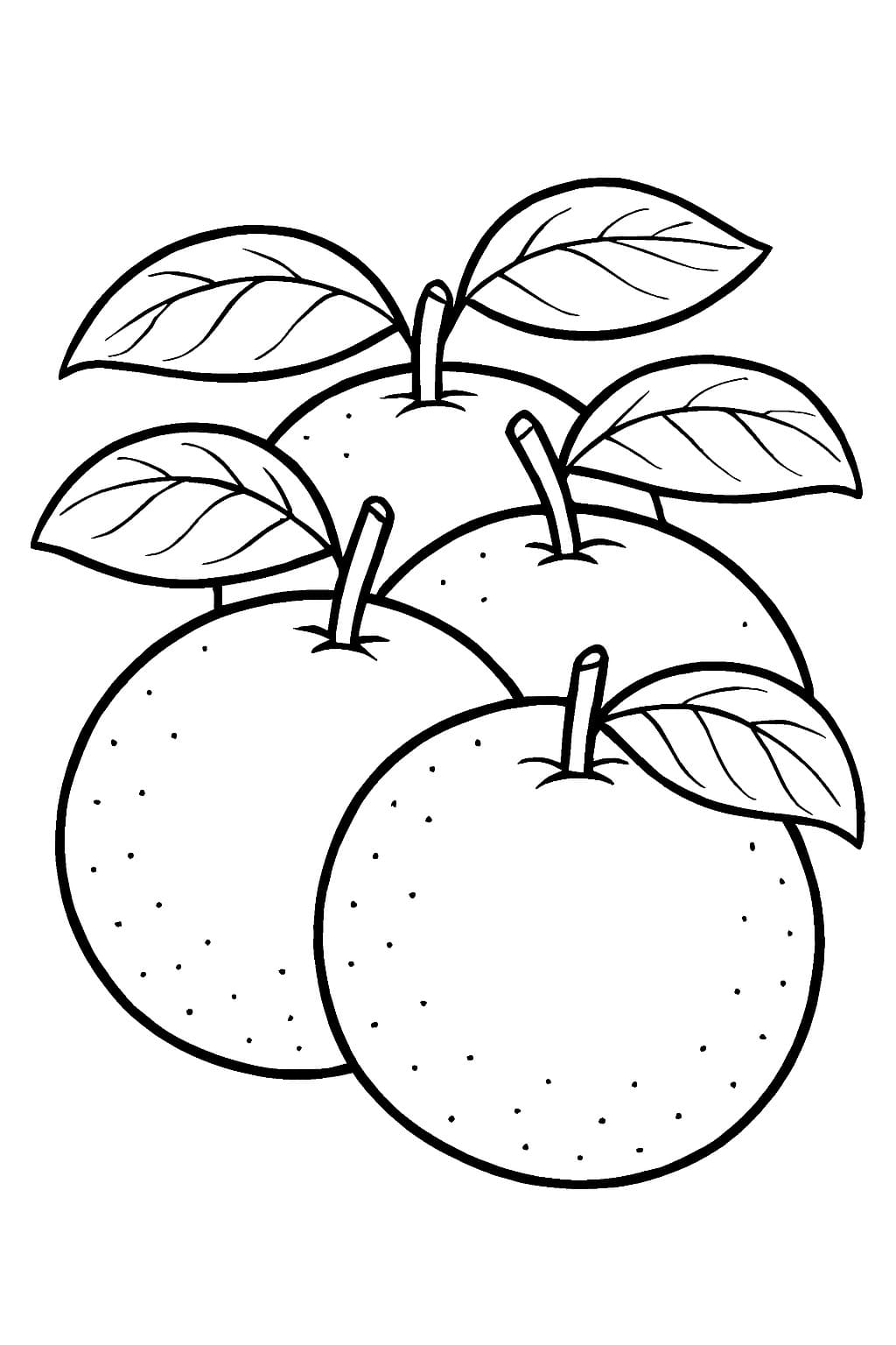 Quattro arance da colorare