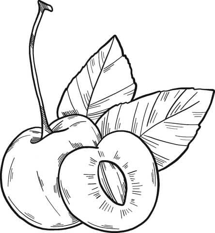 Raccolta delle albicocche a mano da colorare