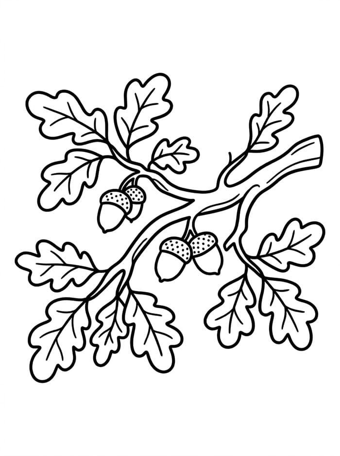 Ramo di Quercia da colorare
