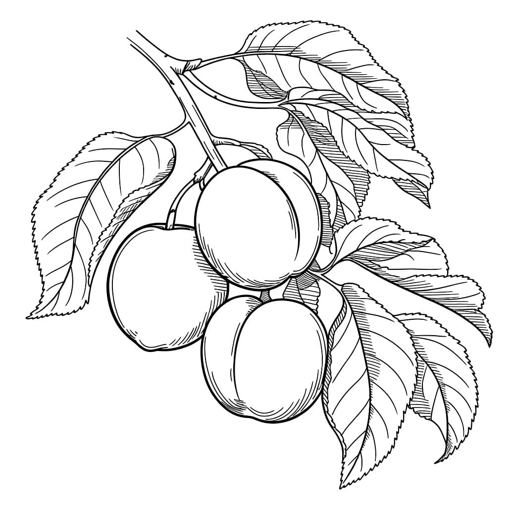 Ramo di albicocca gratuito da colorare