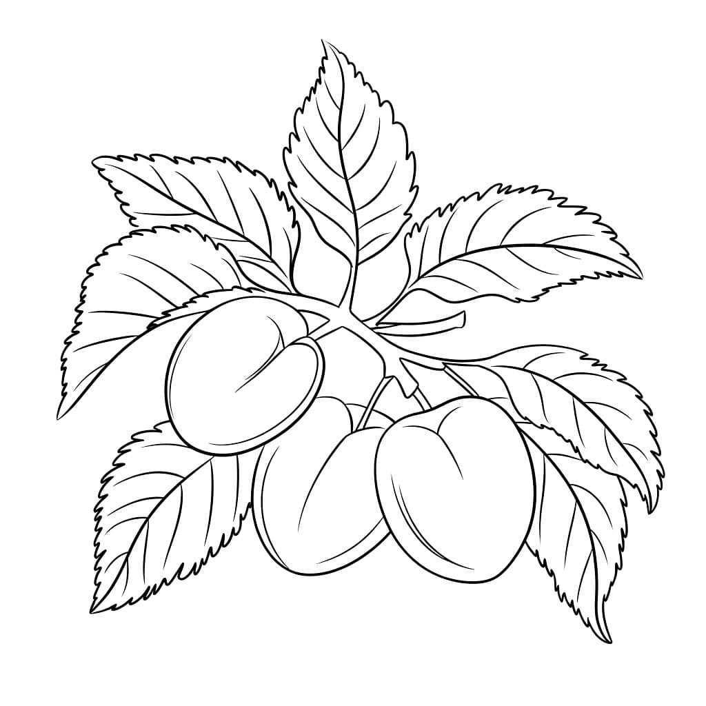 Ramo di albicocca semplice da colorare