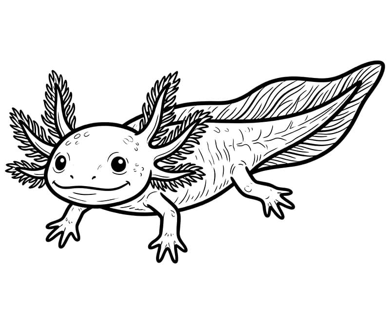 Sagoma di un axolotl da colorare