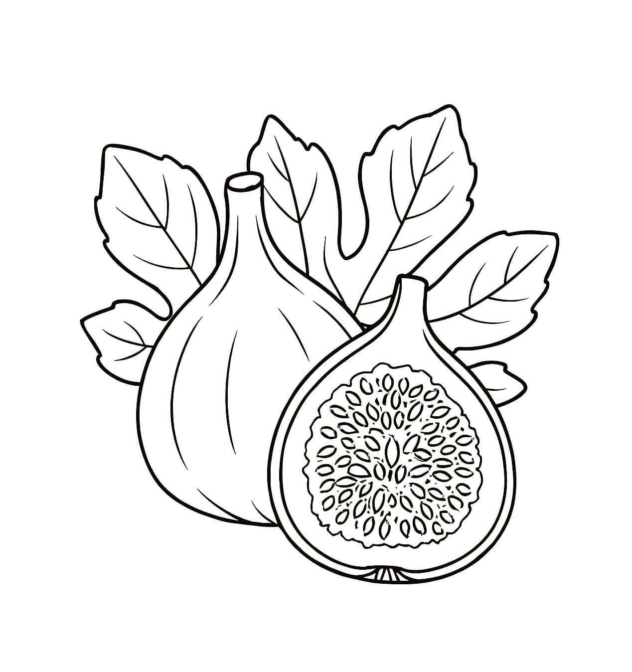 Schizzo di un fico da colorare