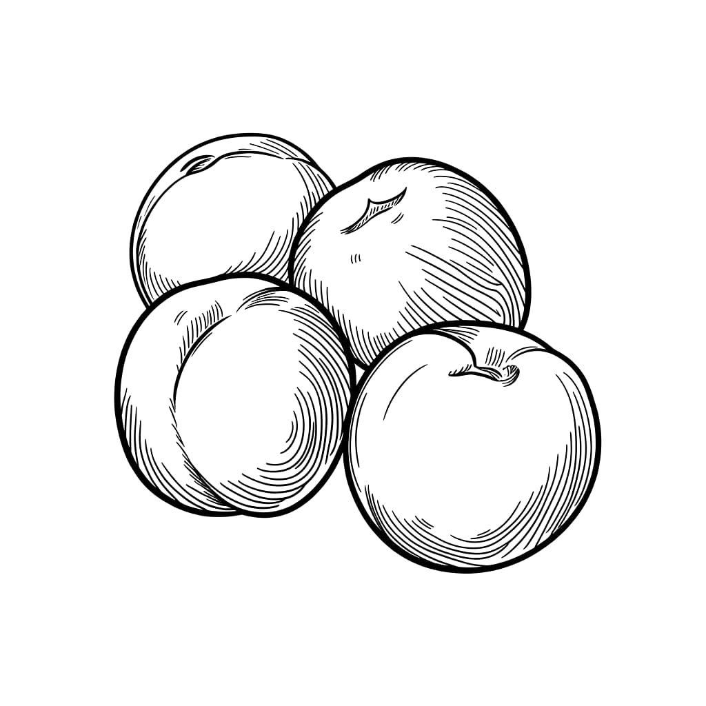 Schizzo di una prugna da colorare
