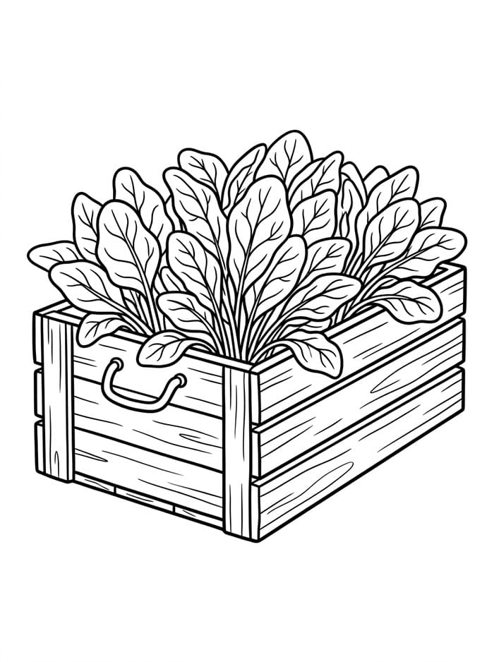 Spinaci in una cassa di legno da colorare
