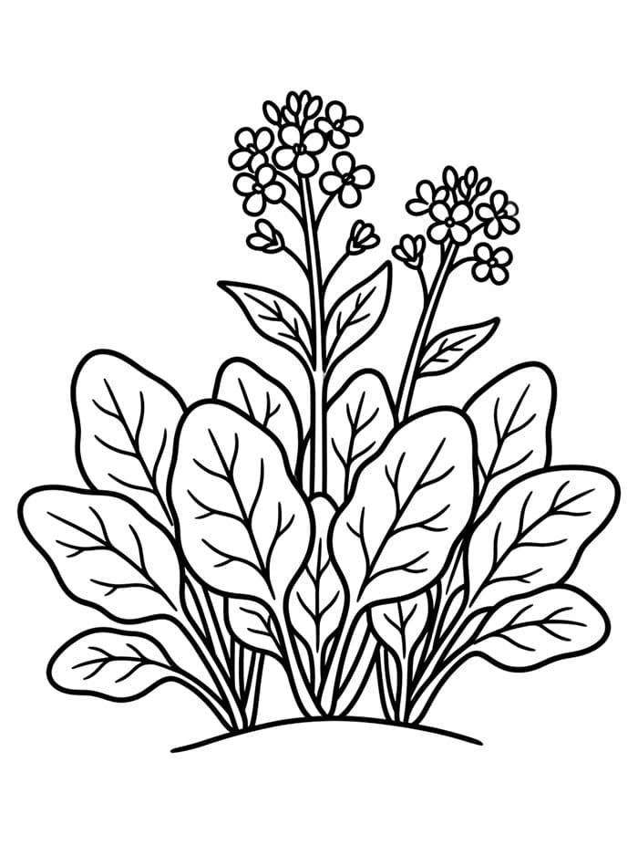 Spinaci primaverili da colorare