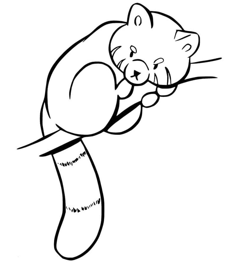 Stampa Red Panda da colorare