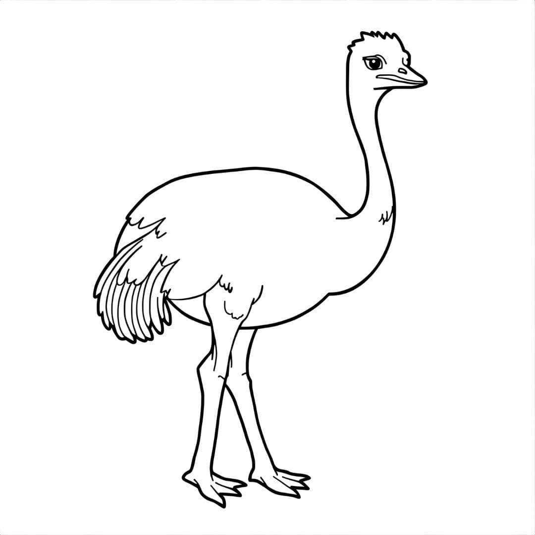Struzzo libero da colorare