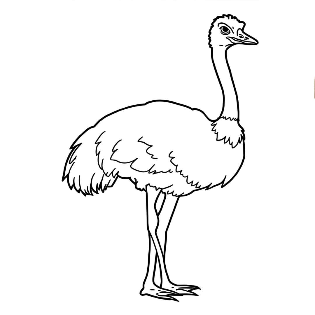 Struzzo normale da colorare
